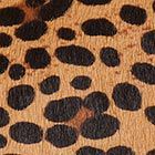 smile leopard calf hair small shoulder bag | Kate Spade New York